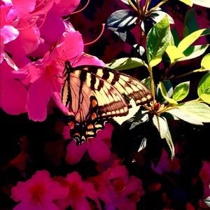 Meet your Posher, Andrea